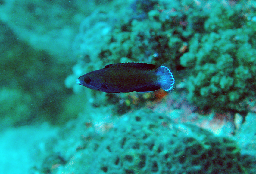 (Labropsis) Род ЛАБРОПСИСЫ 6 видов